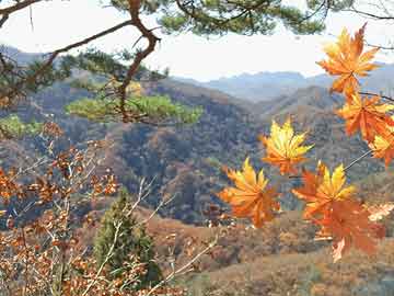 華碩屏幕價(jià)格探秘與實(shí)時(shí)路況下的購(gòu)物之旅，小巷深處的驚喜寶藏